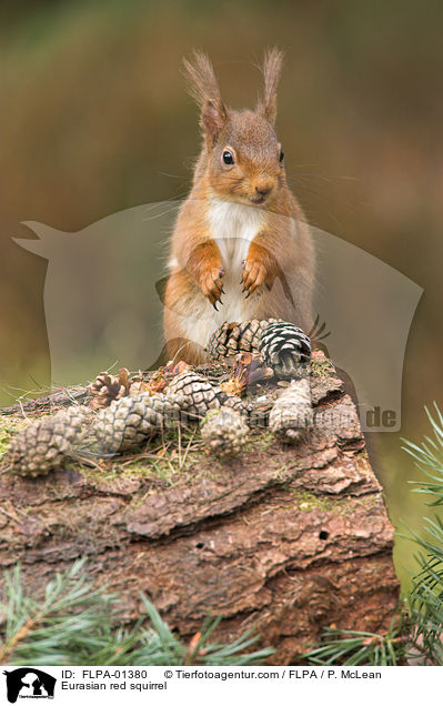 Europisches Eichhrnchen / Eurasian red squirrel / FLPA-01380