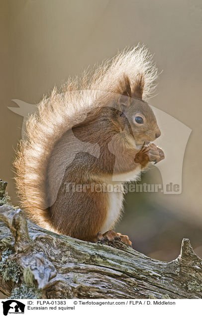 Eurasian red squirrel / FLPA-01383