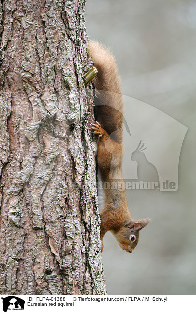 Europisches Eichhrnchen / Eurasian red squirrel / FLPA-01388