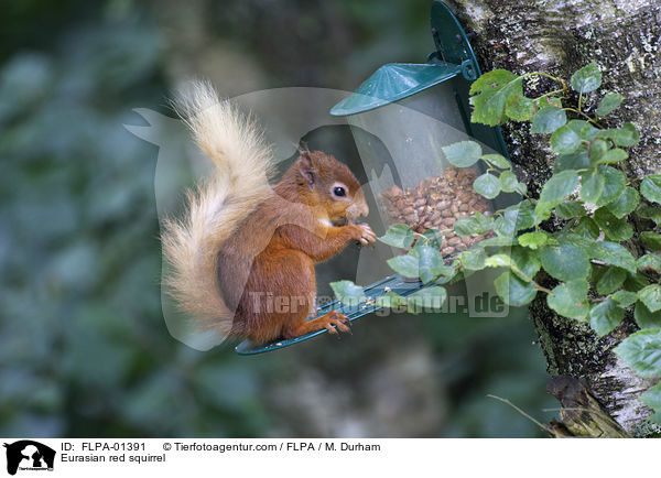 Europisches Eichhrnchen / Eurasian red squirrel / FLPA-01391
