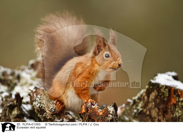 Eurasian red squirrel / FLPA-01393