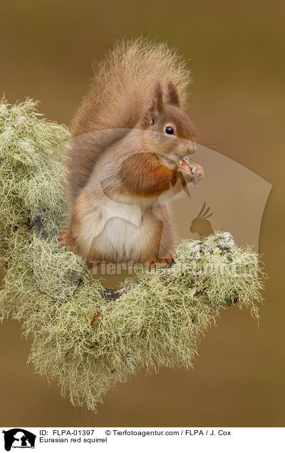 Europisches Eichhrnchen / Eurasian red squirrel / FLPA-01397