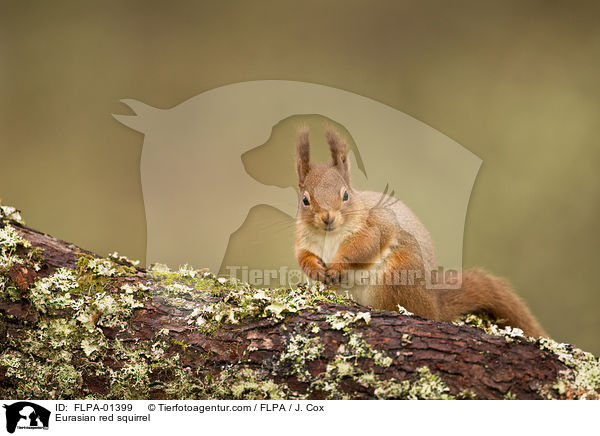 Europisches Eichhrnchen / Eurasian red squirrel / FLPA-01399