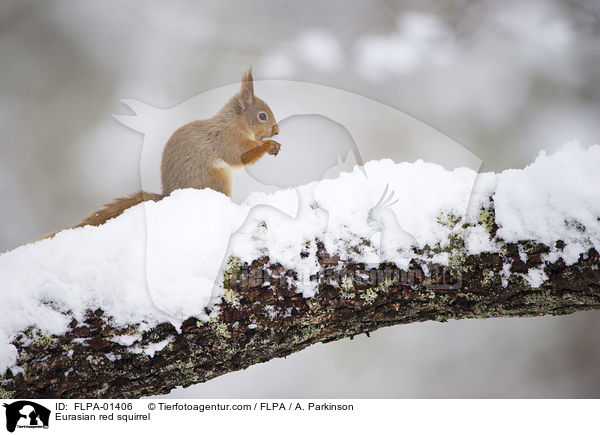 Eurasian red squirrel / FLPA-01406