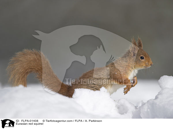 Eurasian red squirrel / FLPA-01408