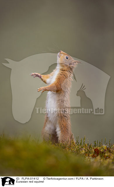 Europisches Eichhrnchen / Eurasian red squirrel / FLPA-01412