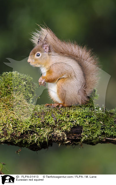 Eurasian red squirrel / FLPA-01413