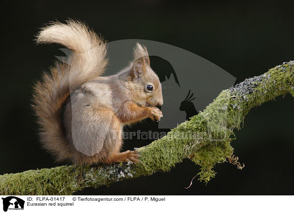 Europisches Eichhrnchen / Eurasian red squirrel / FLPA-01417