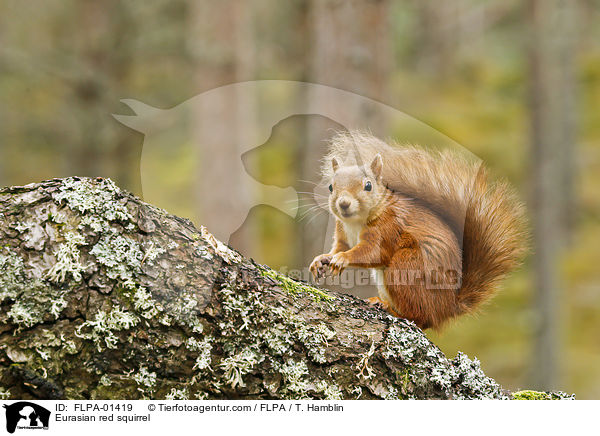 Eurasian red squirrel / FLPA-01419