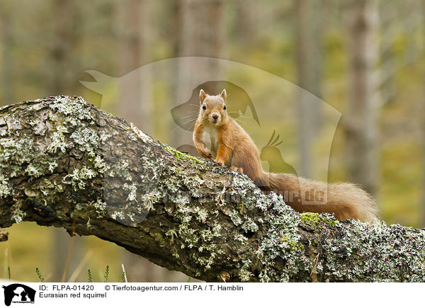 Europisches Eichhrnchen / Eurasian red squirrel / FLPA-01420