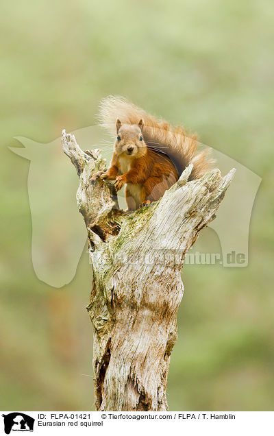 Eurasian red squirrel / FLPA-01421