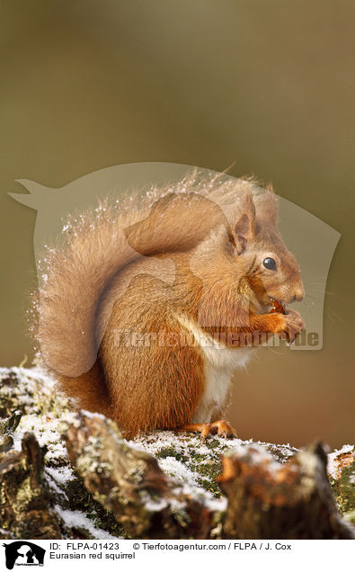Eurasian red squirrel / FLPA-01423