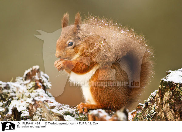 Eurasian red squirrel / FLPA-01424