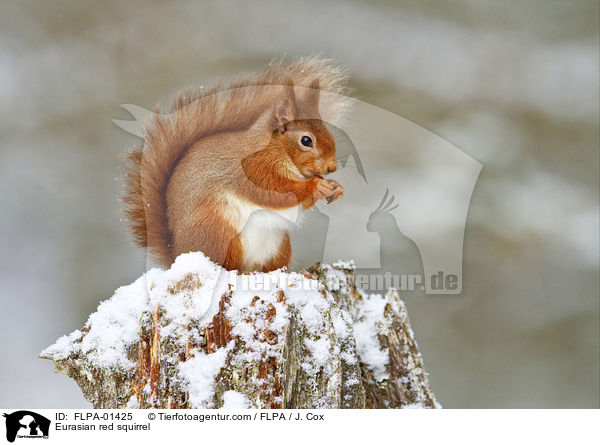 Europisches Eichhrnchen / Eurasian red squirrel / FLPA-01425