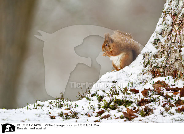 Europisches Eichhrnchen / Eurasian red squirrel / FLPA-01426