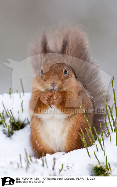 Eurasian red squirrel / FLPA-01428