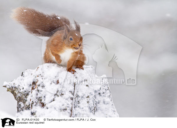 Europisches Eichhrnchen / Eurasian red squirrel / FLPA-01430