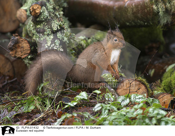 Eurasian red squirrel / FLPA-01432