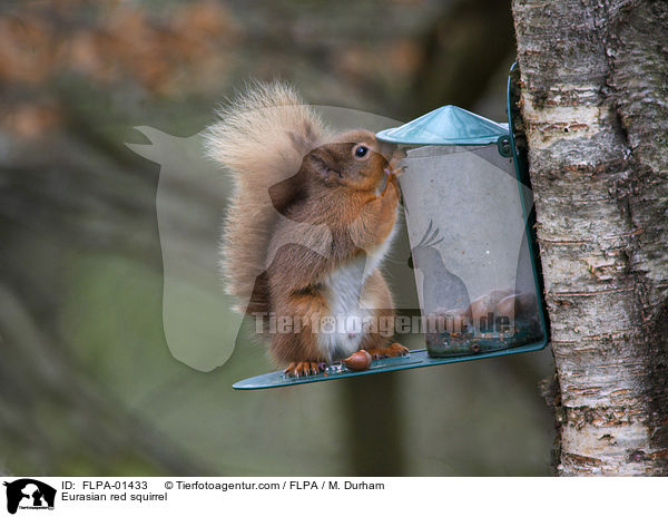 Europisches Eichhrnchen / Eurasian red squirrel / FLPA-01433