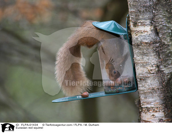 Europisches Eichhrnchen / Eurasian red squirrel / FLPA-01434