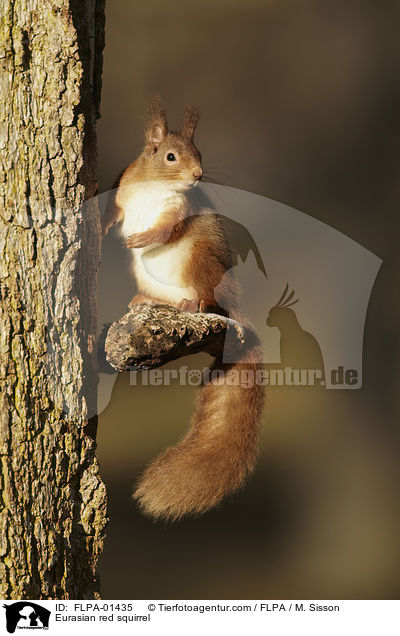 Europisches Eichhrnchen / Eurasian red squirrel / FLPA-01435