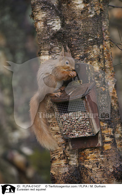 Europisches Eichhrnchen / Eurasian red squirrel / FLPA-01437