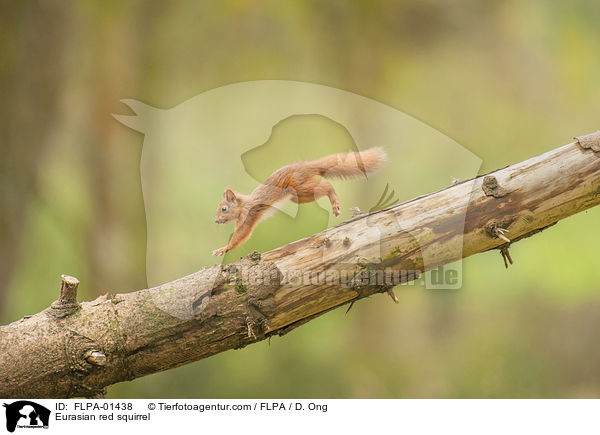 Eurasian red squirrel / FLPA-01438