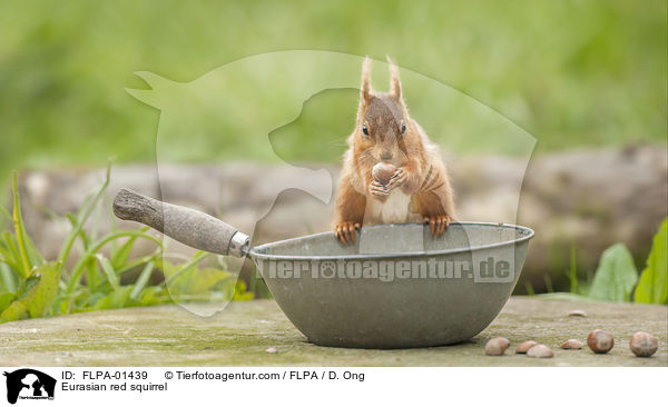Europisches Eichhrnchen / Eurasian red squirrel / FLPA-01439