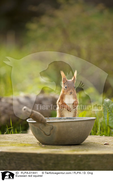 Europisches Eichhrnchen / Eurasian red squirrel / FLPA-01441