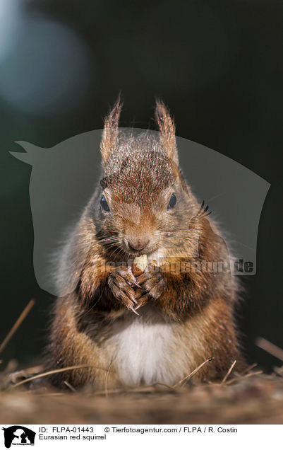 Europisches Eichhrnchen / Eurasian red squirrel / FLPA-01443