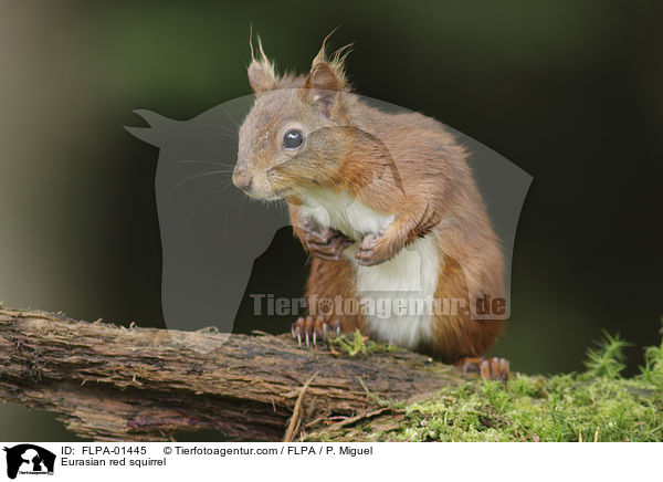 Europisches Eichhrnchen / Eurasian red squirrel / FLPA-01445