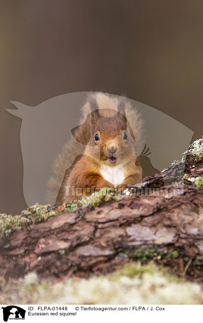 Europisches Eichhrnchen / Eurasian red squirrel / FLPA-01448