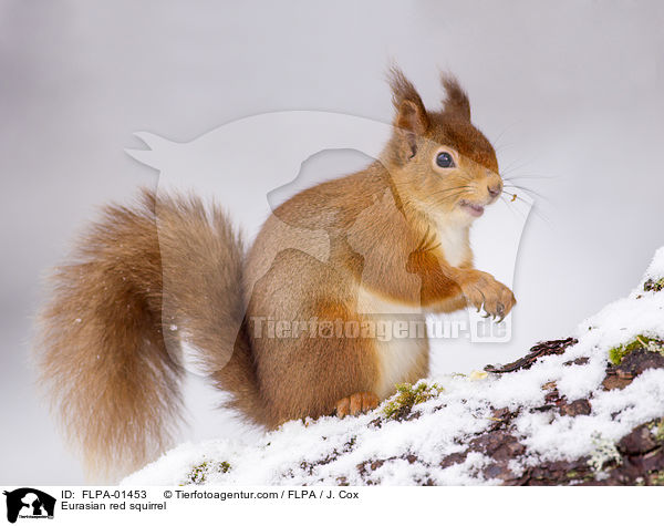 Eurasian red squirrel / FLPA-01453