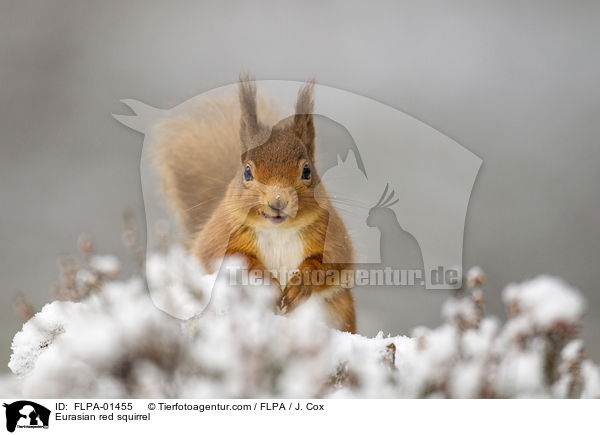 Eurasian red squirrel / FLPA-01455