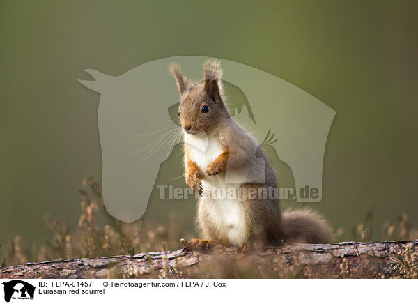 Eurasian red squirrel / FLPA-01457