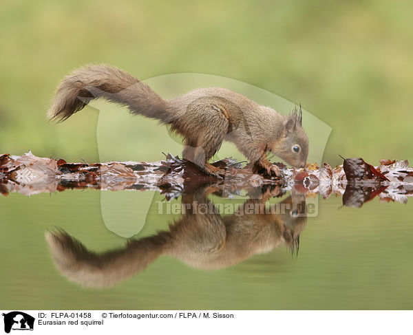 Eurasian red squirrel / FLPA-01458
