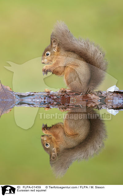 Eurasian red squirrel / FLPA-01459