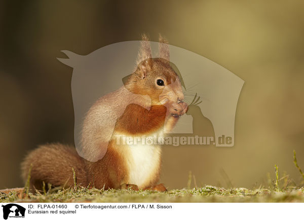 Europisches Eichhrnchen / Eurasian red squirrel / FLPA-01460