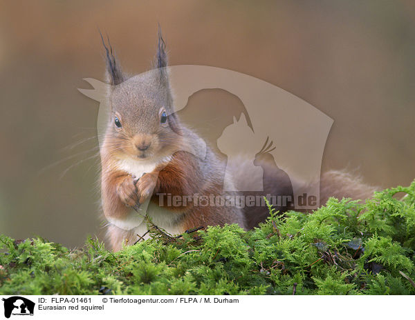 Eurasian red squirrel / FLPA-01461