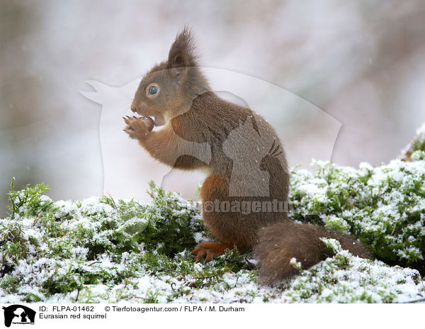 Europisches Eichhrnchen / Eurasian red squirrel / FLPA-01462