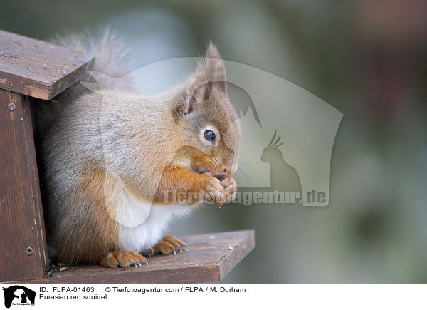 Europisches Eichhrnchen / Eurasian red squirrel / FLPA-01463
