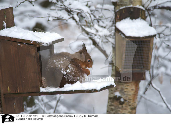 Europisches Eichhrnchen / Eurasian red squirrel / FLPA-01464