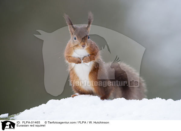 Eurasian red squirrel / FLPA-01465
