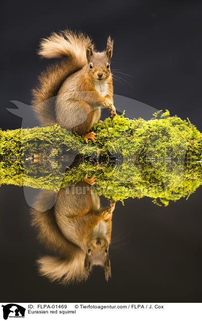 Europisches Eichhrnchen / Eurasian red squirrel / FLPA-01469