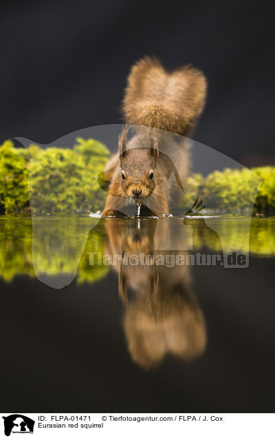 Europisches Eichhrnchen / Eurasian red squirrel / FLPA-01471