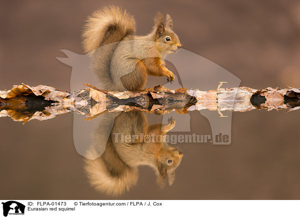 Eurasian red squirrel / FLPA-01473