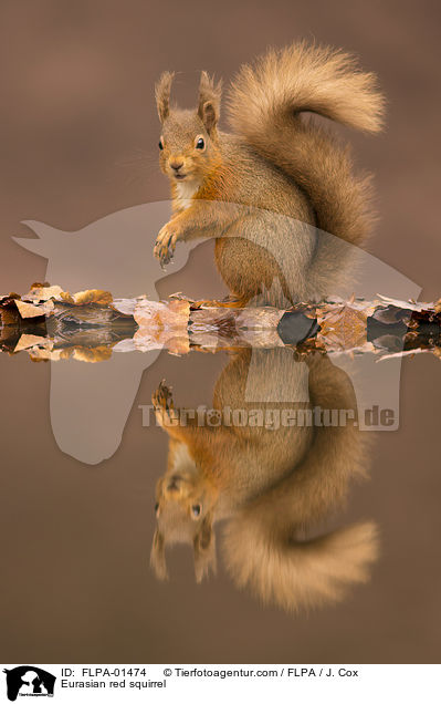 Eurasian red squirrel / FLPA-01474