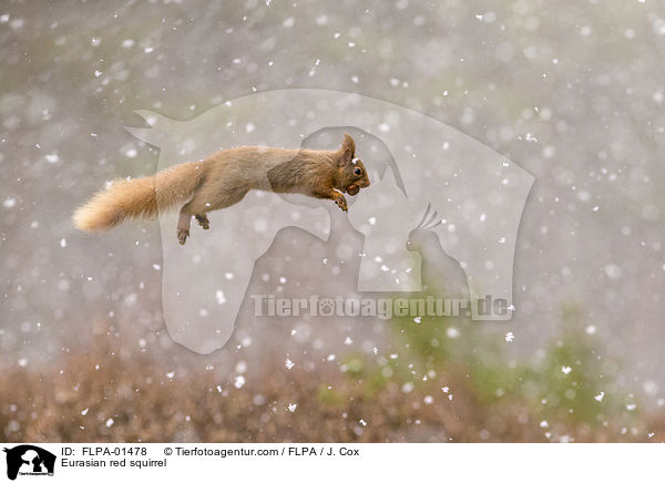 Europisches Eichhrnchen / Eurasian red squirrel / FLPA-01478