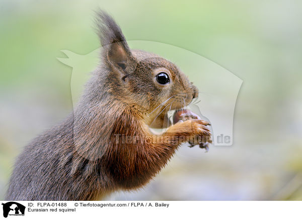 Eurasian red squirrel / FLPA-01488