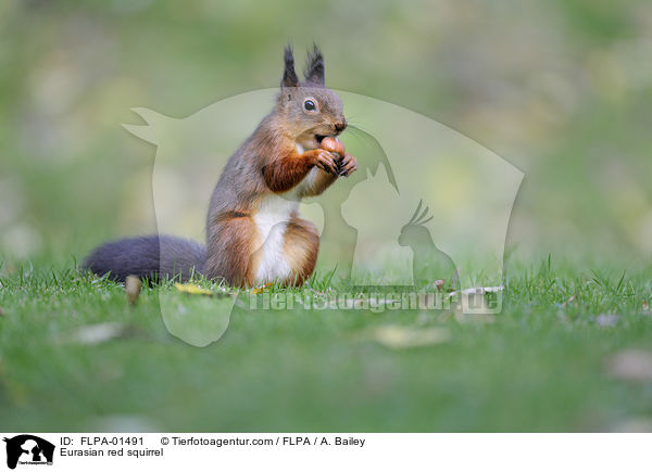 Eurasian red squirrel / FLPA-01491